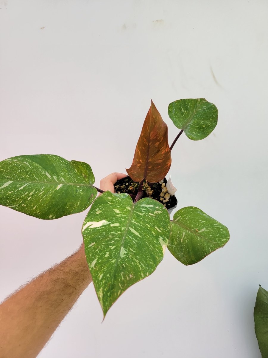 Philodendron Orange Princess - Nice Plants Good Pots