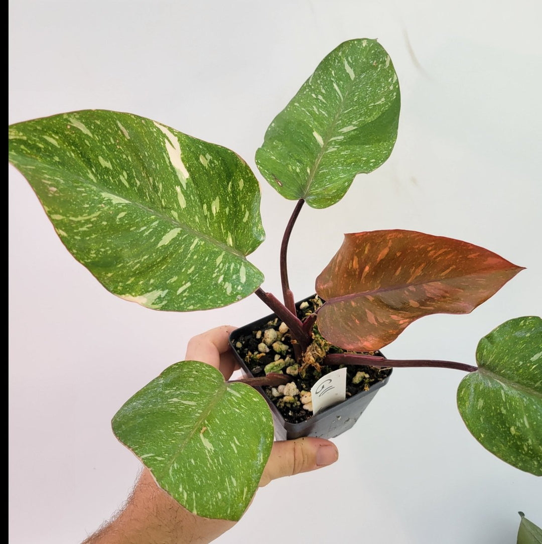 Philodendron Orange Princess - Nice Plants Good Pots