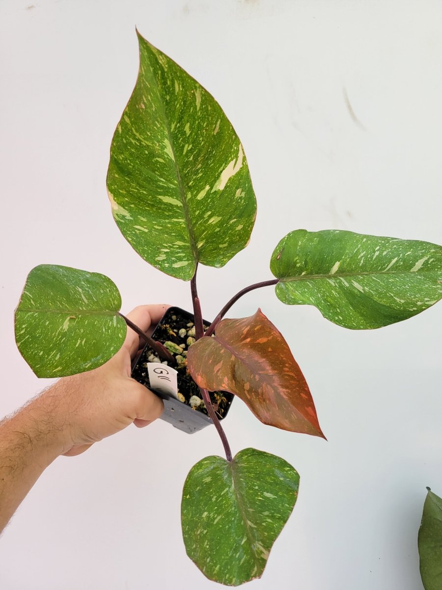 Philodendron Orange Princess - Nice Plants Good Pots