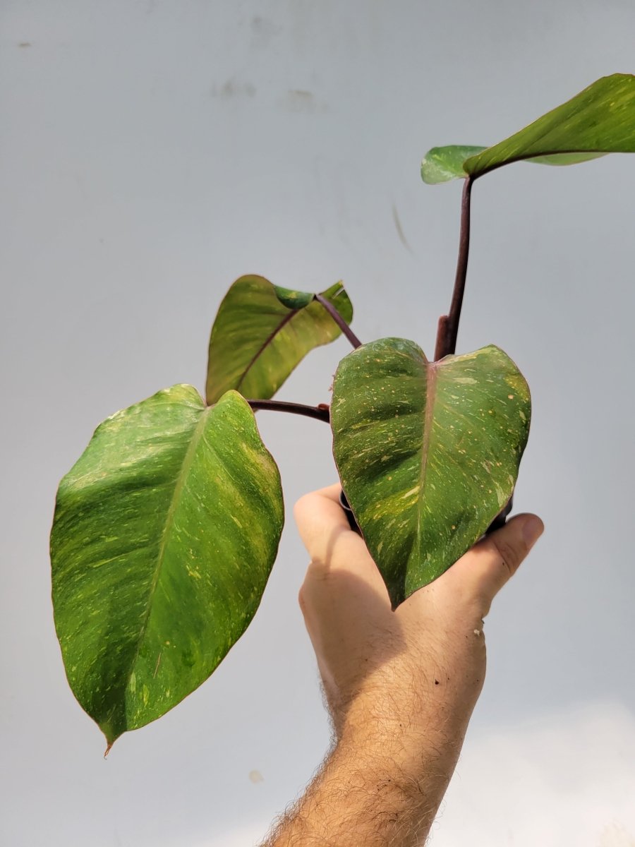 Philodendron Orange Princess , aroid collector houseplant, established indoor tropical - US Seller #g5 - Nice Plants Good Pots