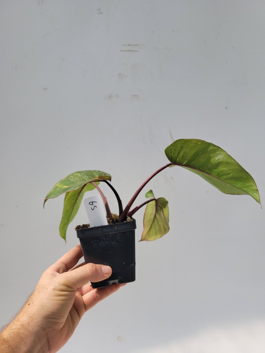 Philodendron Orange Princess , aroid collector houseplant, established indoor tropical - US Seller #g5 - Nice Plants Good Pots