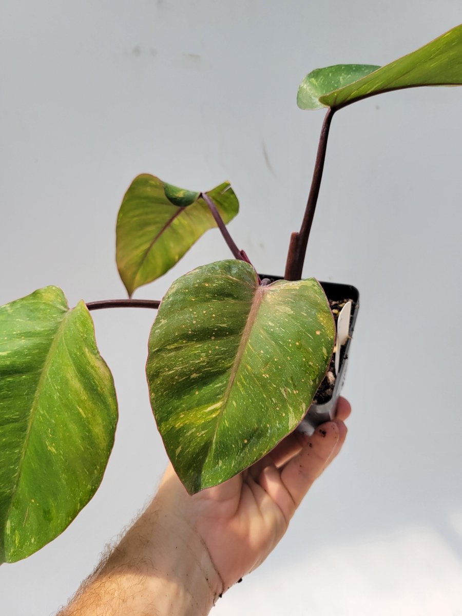 Philodendron Orange Princess , aroid collector houseplant, established indoor tropical - US Seller #g5 - Nice Plants Good Pots