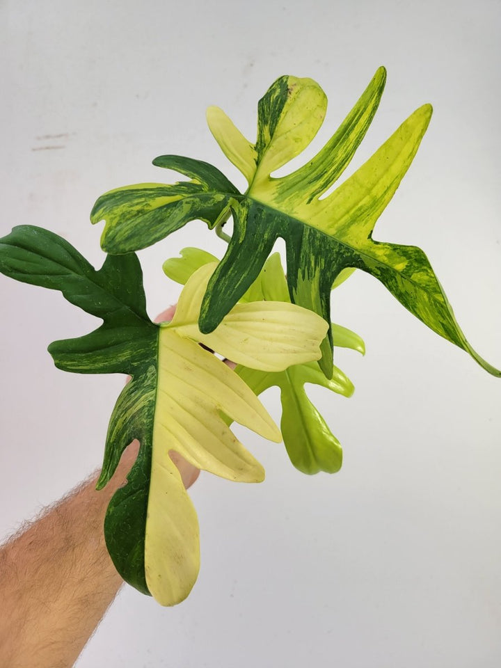 Philodendron Pedatum Variegated - Nice Plants Good Pots