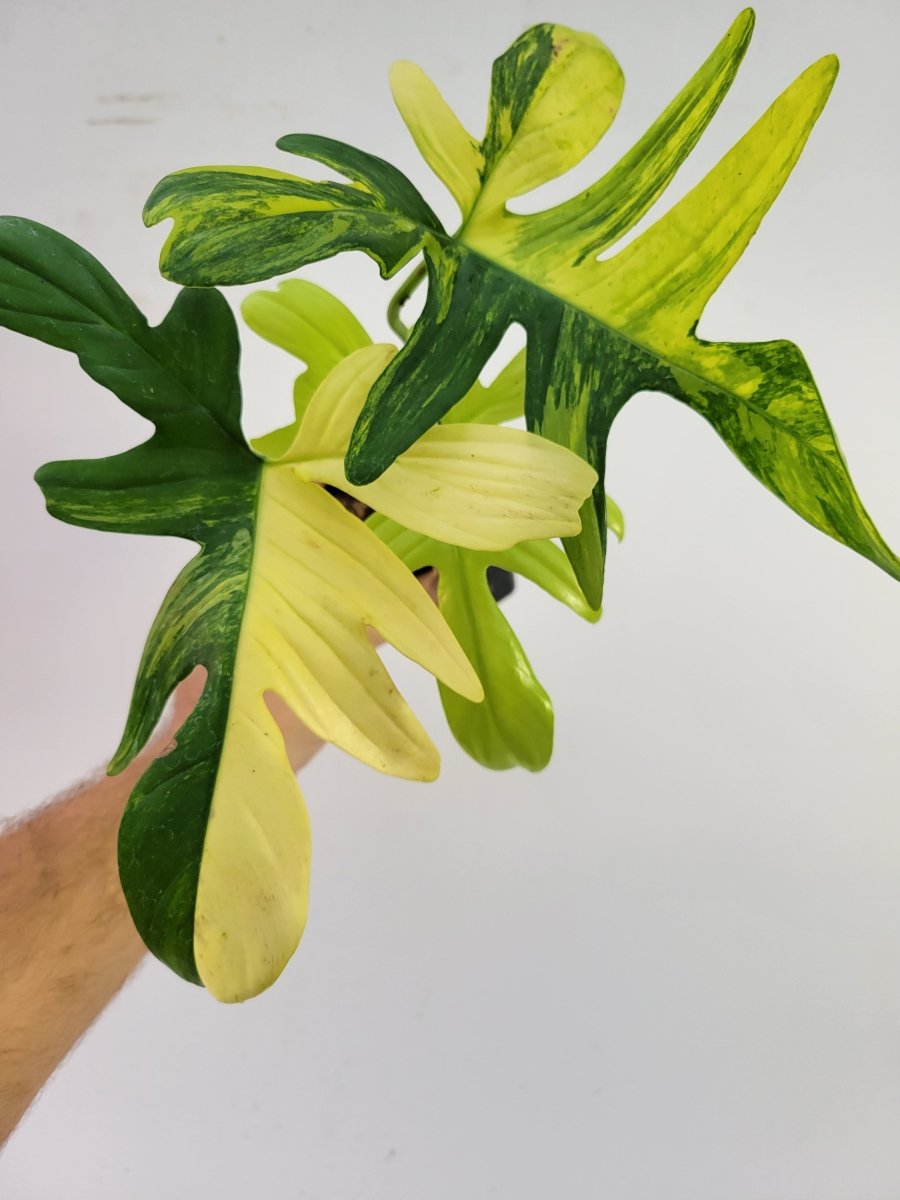 Philodendron Pedatum Variegated - Nice Plants Good Pots