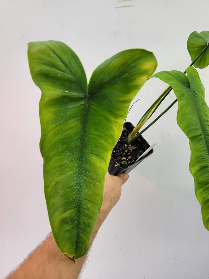 Philodendron Sharoniae - Nice Plants Good Pots