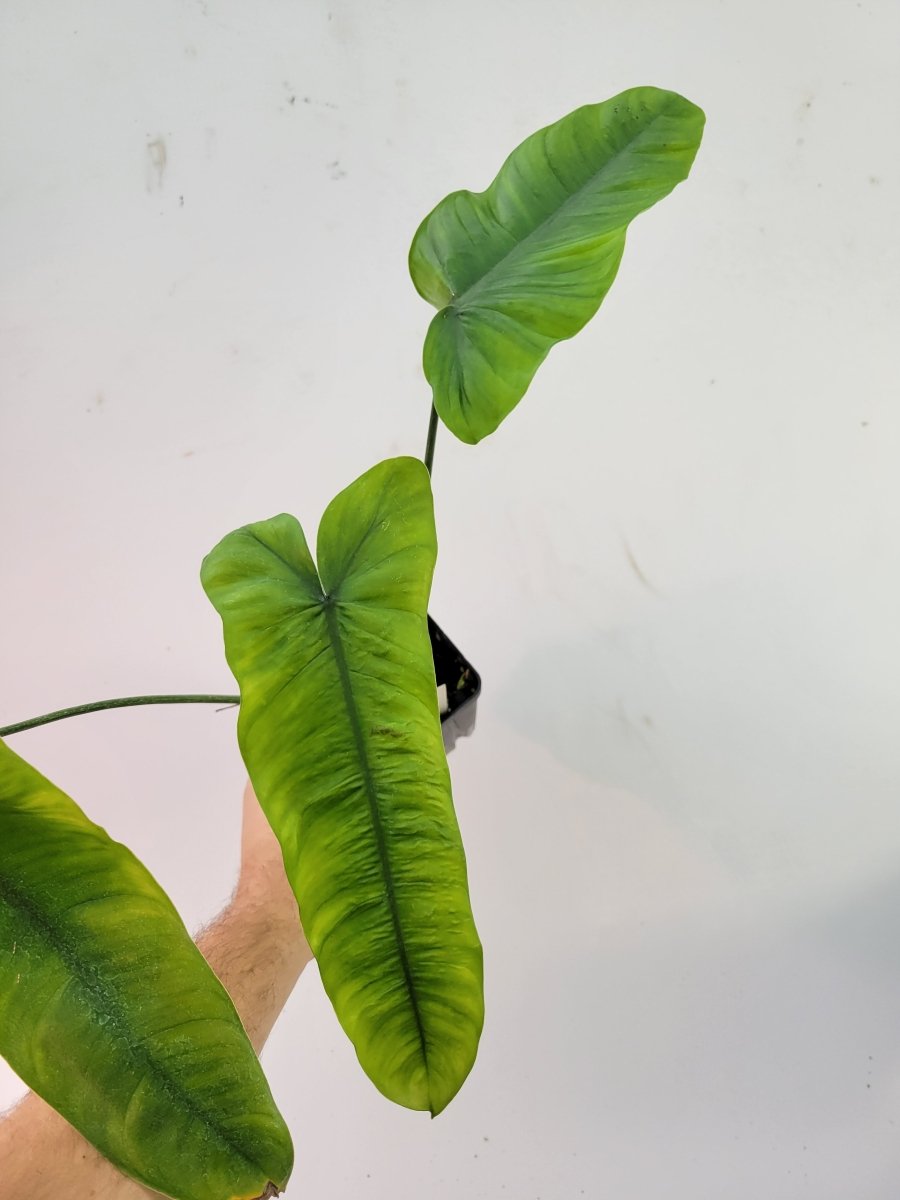 Philodendron Sharoniae - Nice Plants Good Pots