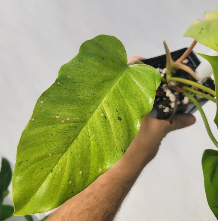 Philodendron Snowdrift - Nice Plants Good Pots