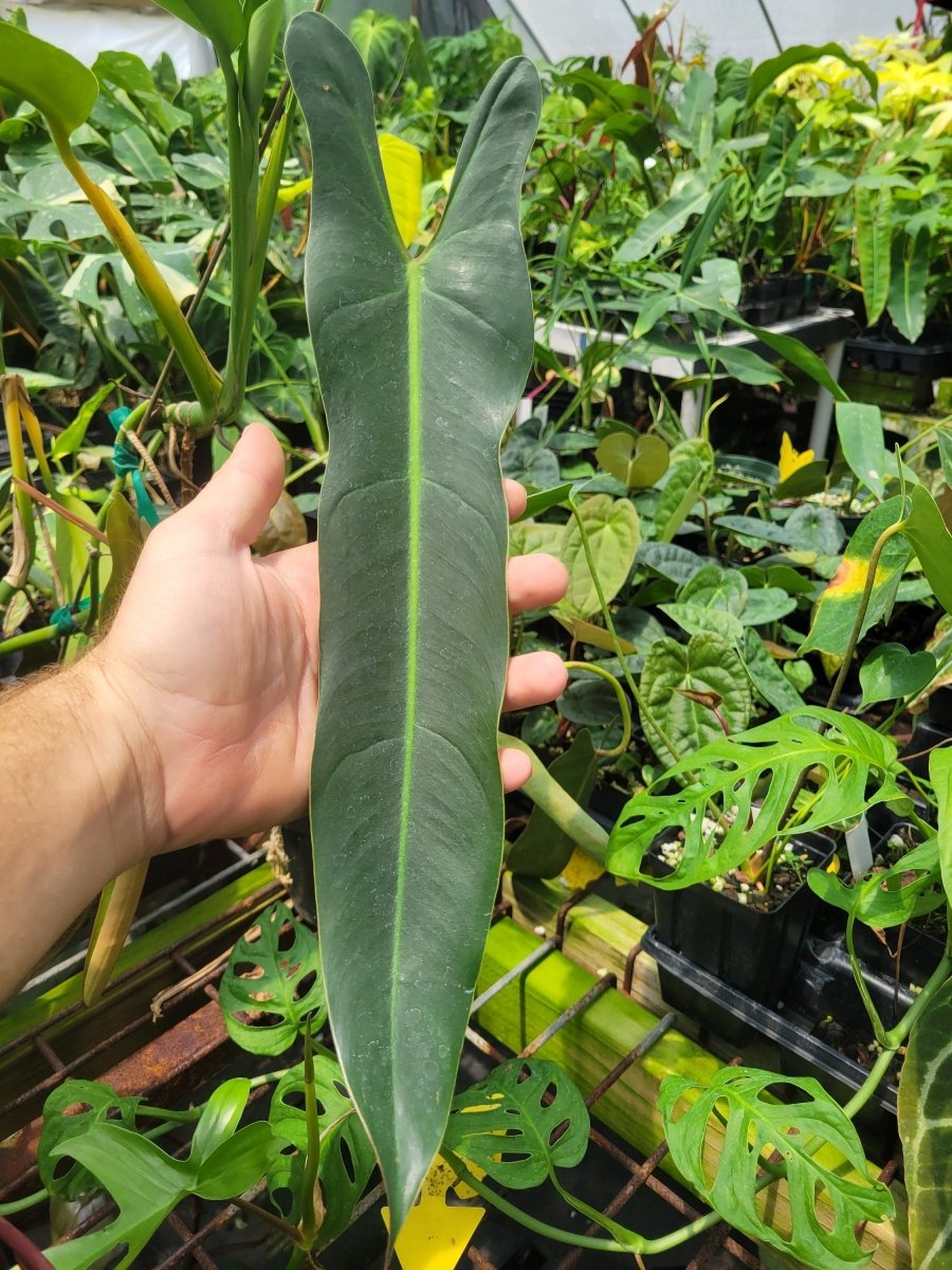 Philodendron Spiritus Sancti - Nice Plants Good Pots