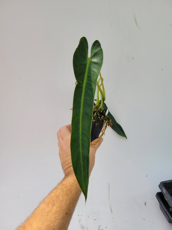 Philodendron Spiritus Sancti - Nice Plants Good Pots