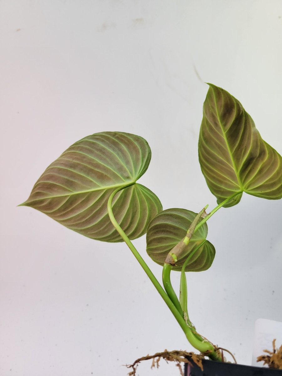 Philodendron Splendid - Nice Plants Good Pots