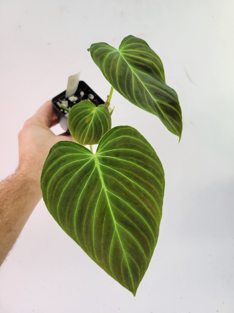 Philodendron Splendid - Nice Plants Good Pots