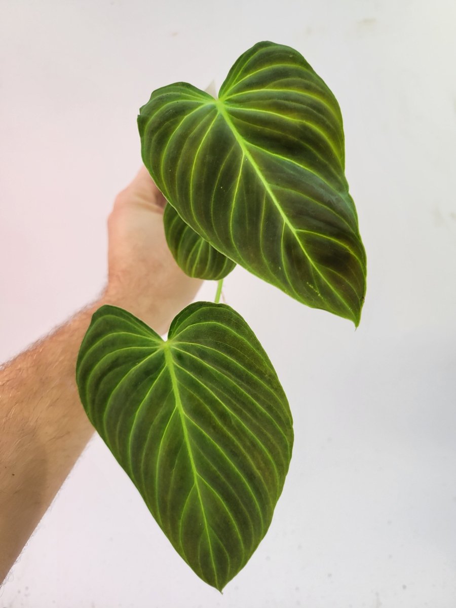 Philodendron Splendid - Nice Plants Good Pots