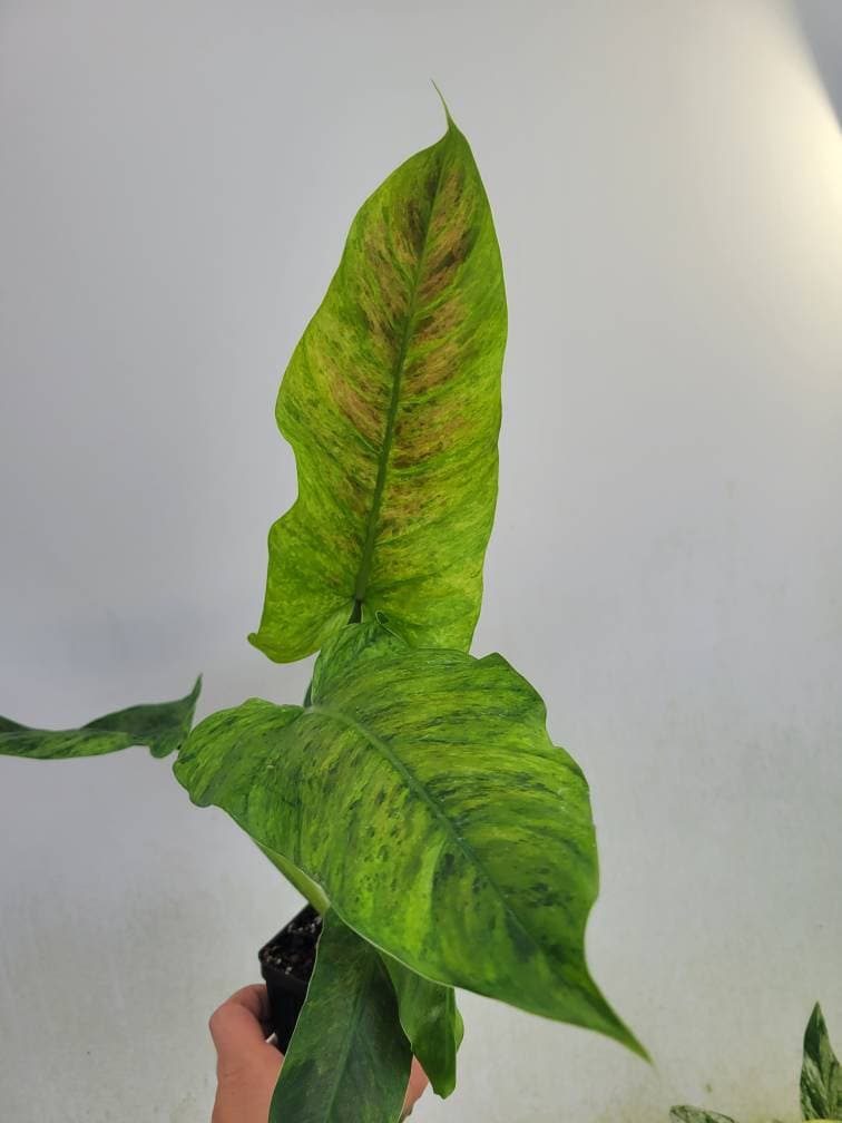 Philodendron Subhastatum Variegated - Nice Plants Good Pots