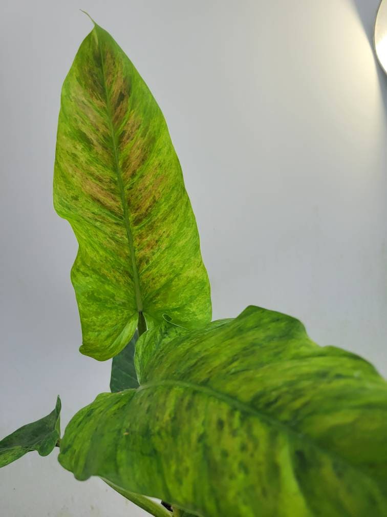 Philodendron Subhastatum Variegated - Nice Plants Good Pots