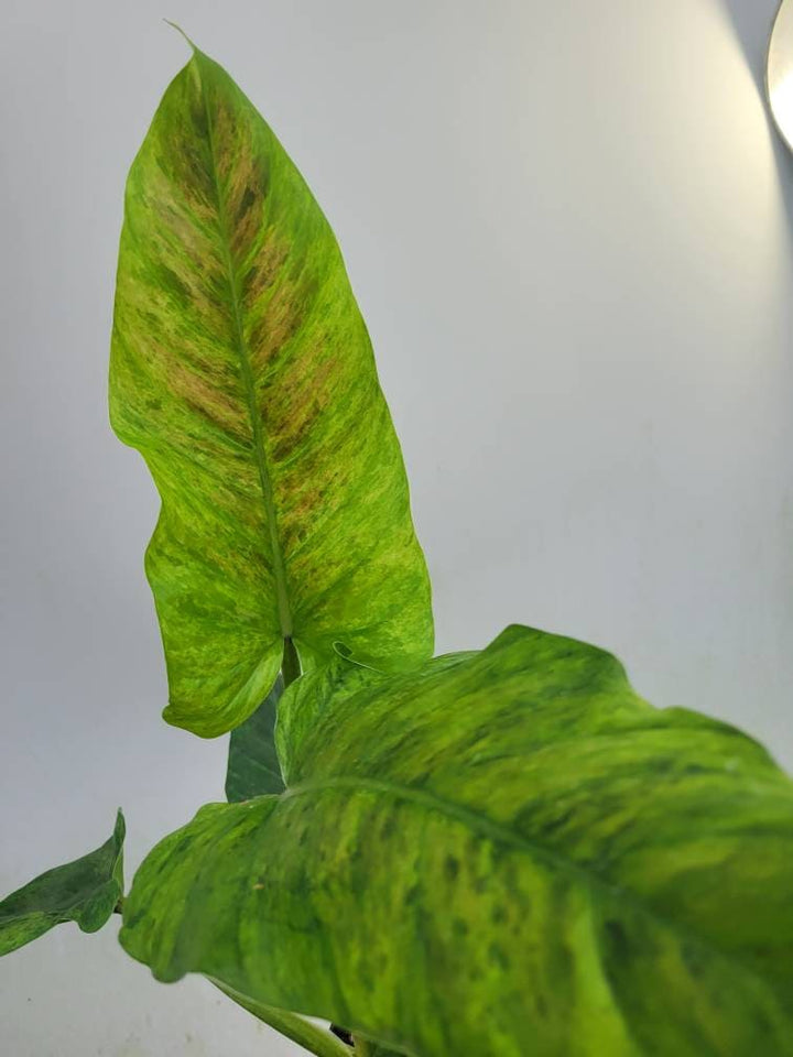 Philodendron Subhastatum Variegated - Nice Plants Good Pots