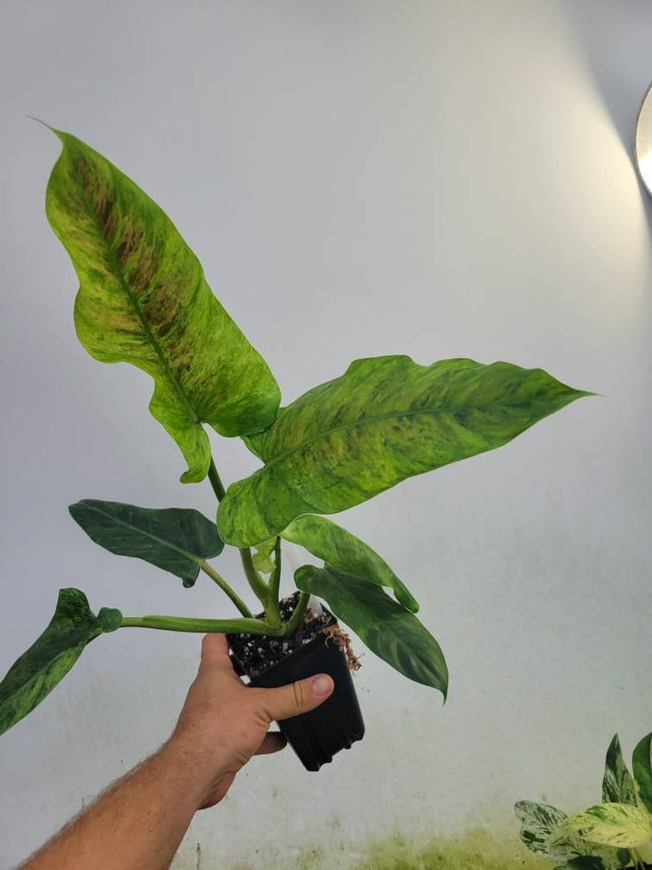 Philodendron Subhastatum Variegated - Nice Plants Good Pots