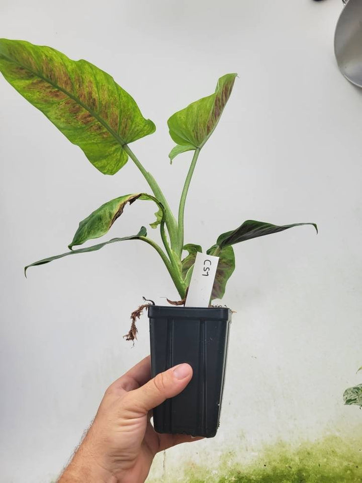 Philodendron Subhastatum Variegated - Nice Plants Good Pots