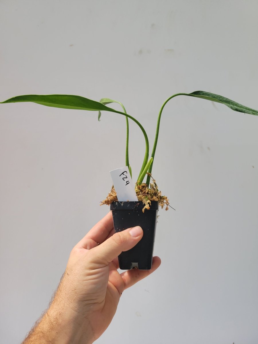 Philodendron Sucre Slim - Nice Plants Good Pots