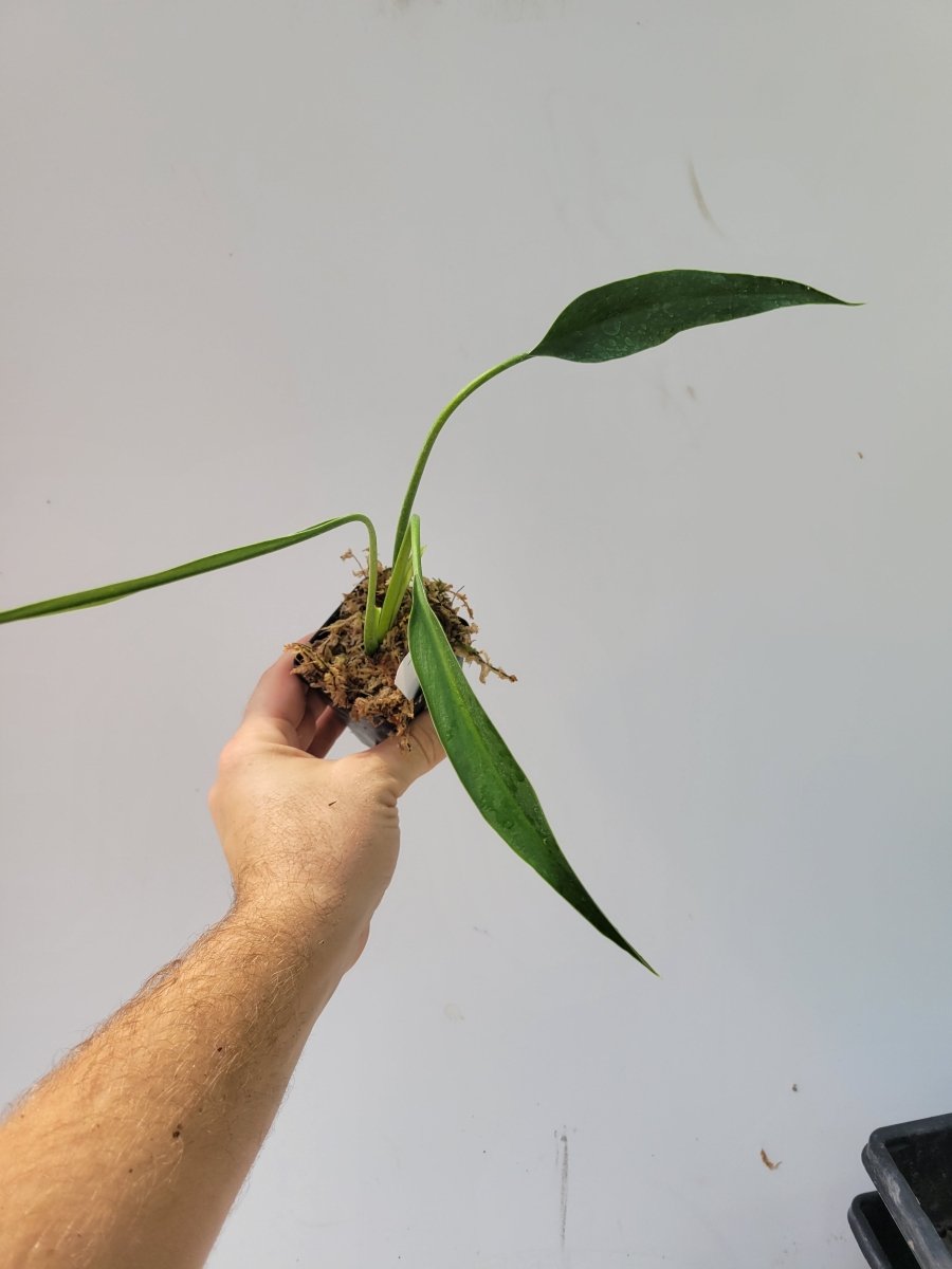 Philodendron Sucre Slim - Nice Plants Good Pots