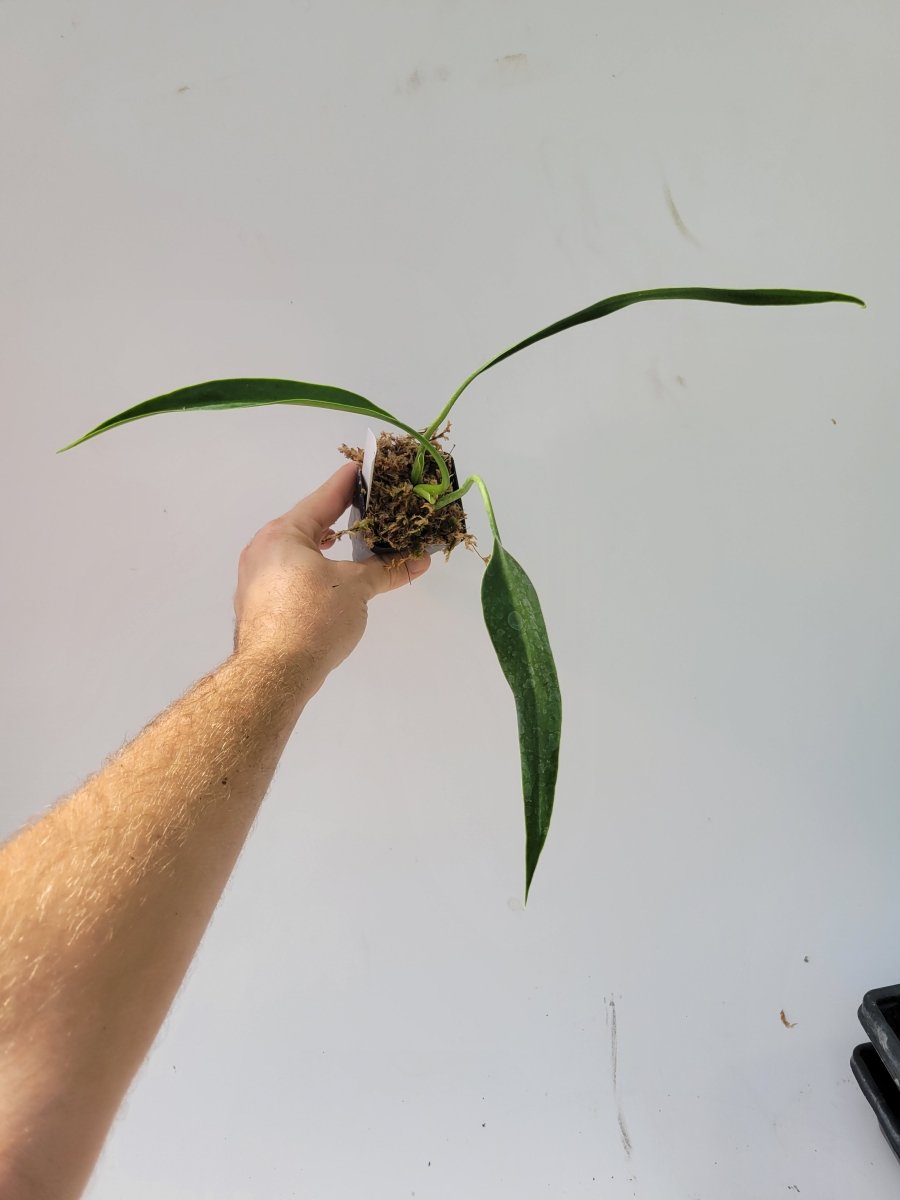 Philodendron Sucre Slim - Nice Plants Good Pots