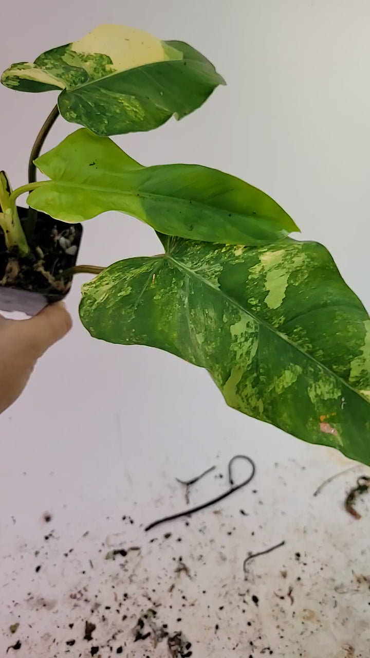 Philodendron Domesticum Variegata