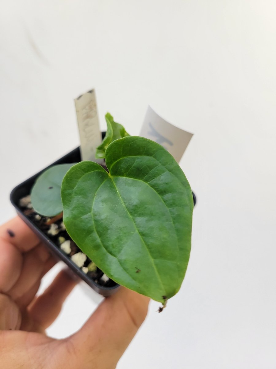 Ree Garden Anthurium Papillilaminum x Luxurians - Nice Plants Good Pots