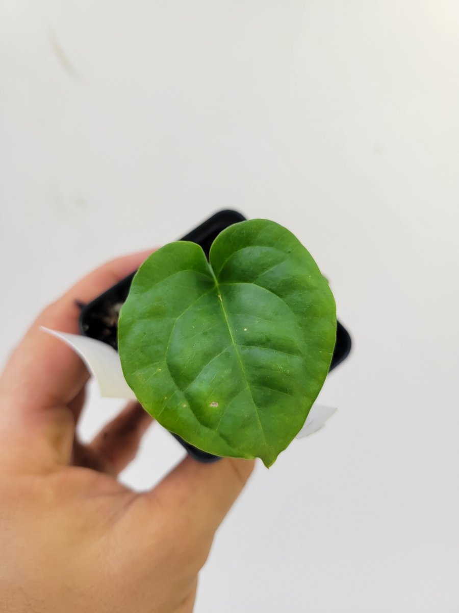 Ree Garden Anthurium Papillilaminum x Luxurians #k115 - Nice Plants Good Pots