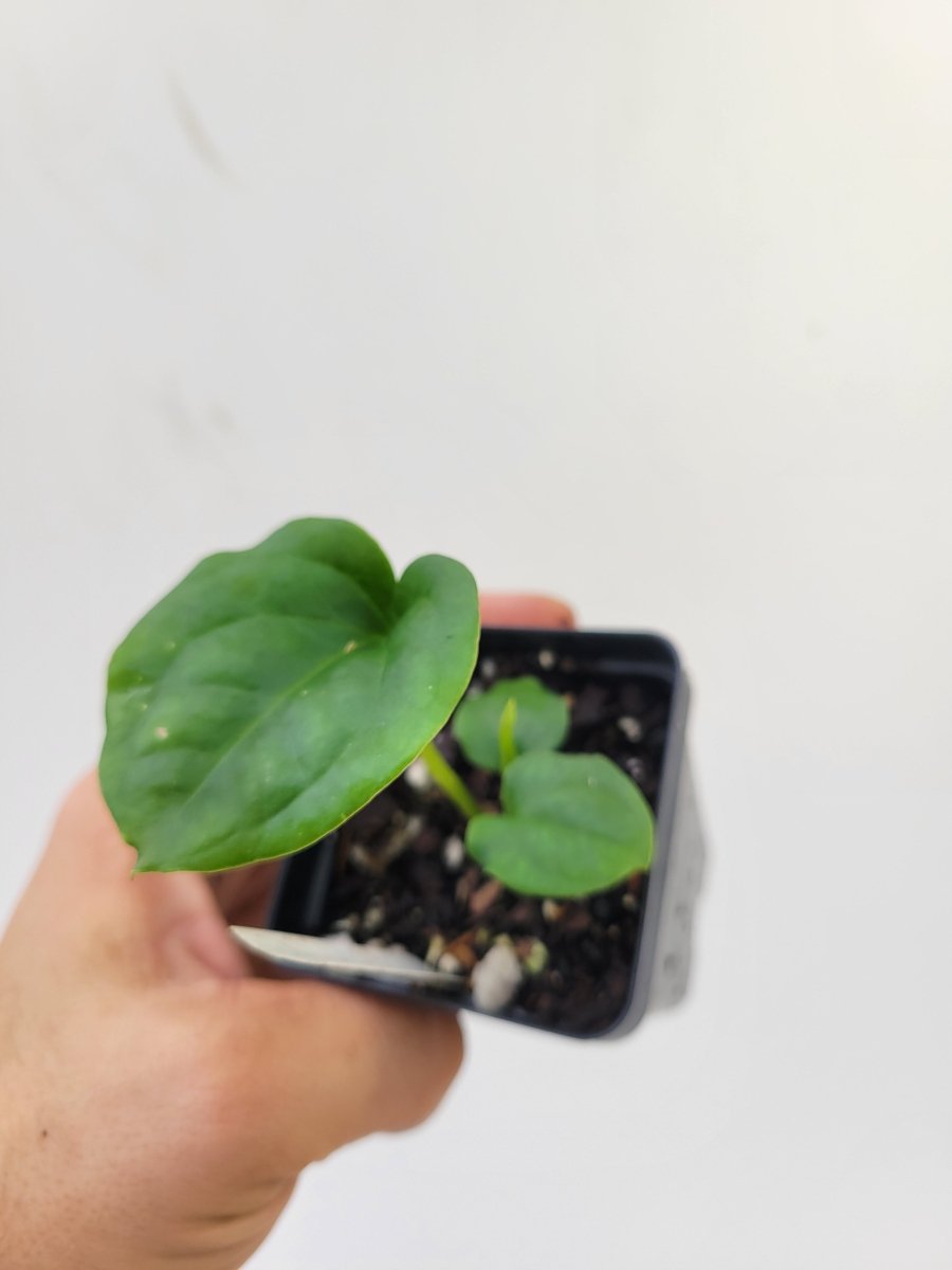 Ree Garden Anthurium Papillilaminum x Luxurians #k115 - Nice Plants Good Pots