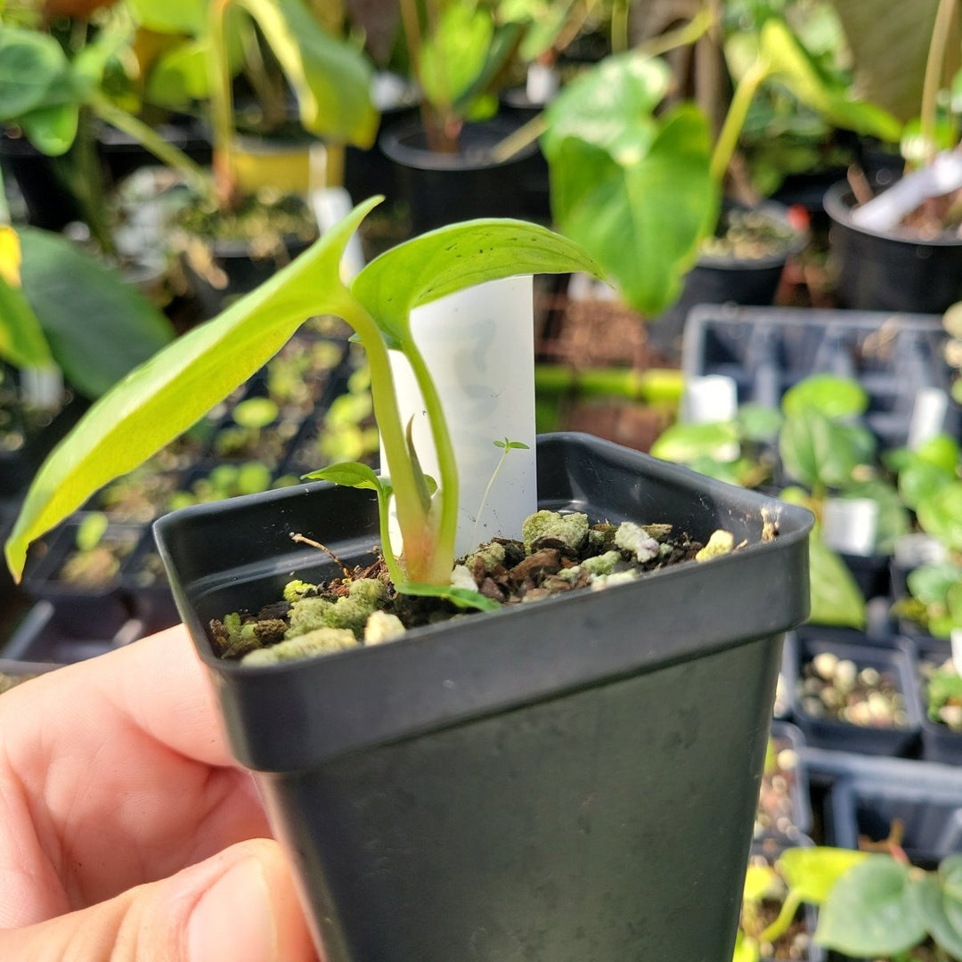 Ree Garden Anthurium Papillilaminum x Luxurians #L60 - Nice Plants Good Pots