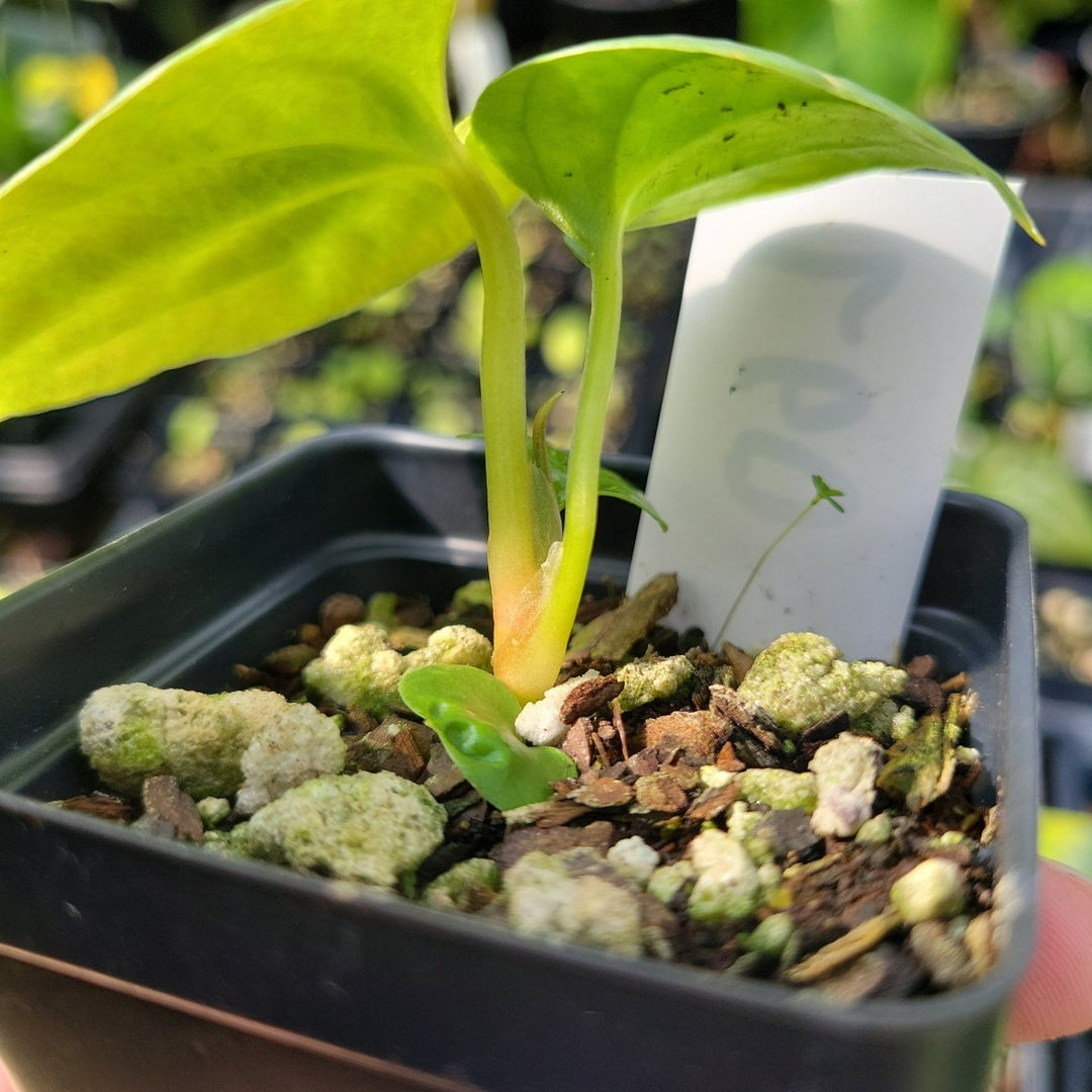 Ree Garden Anthurium Papillilaminum x Luxurians #L60 - Nice Plants Good Pots