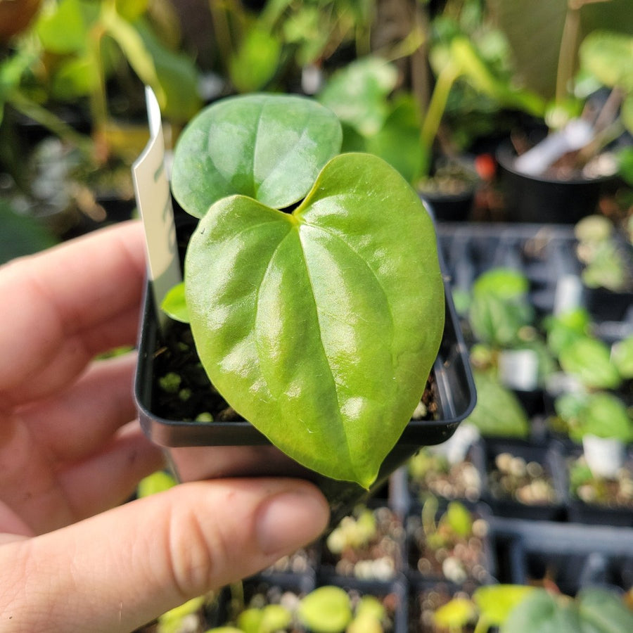 Ree Garden Anthurium Papillilaminum x Luxurians #L60 - Nice Plants Good Pots