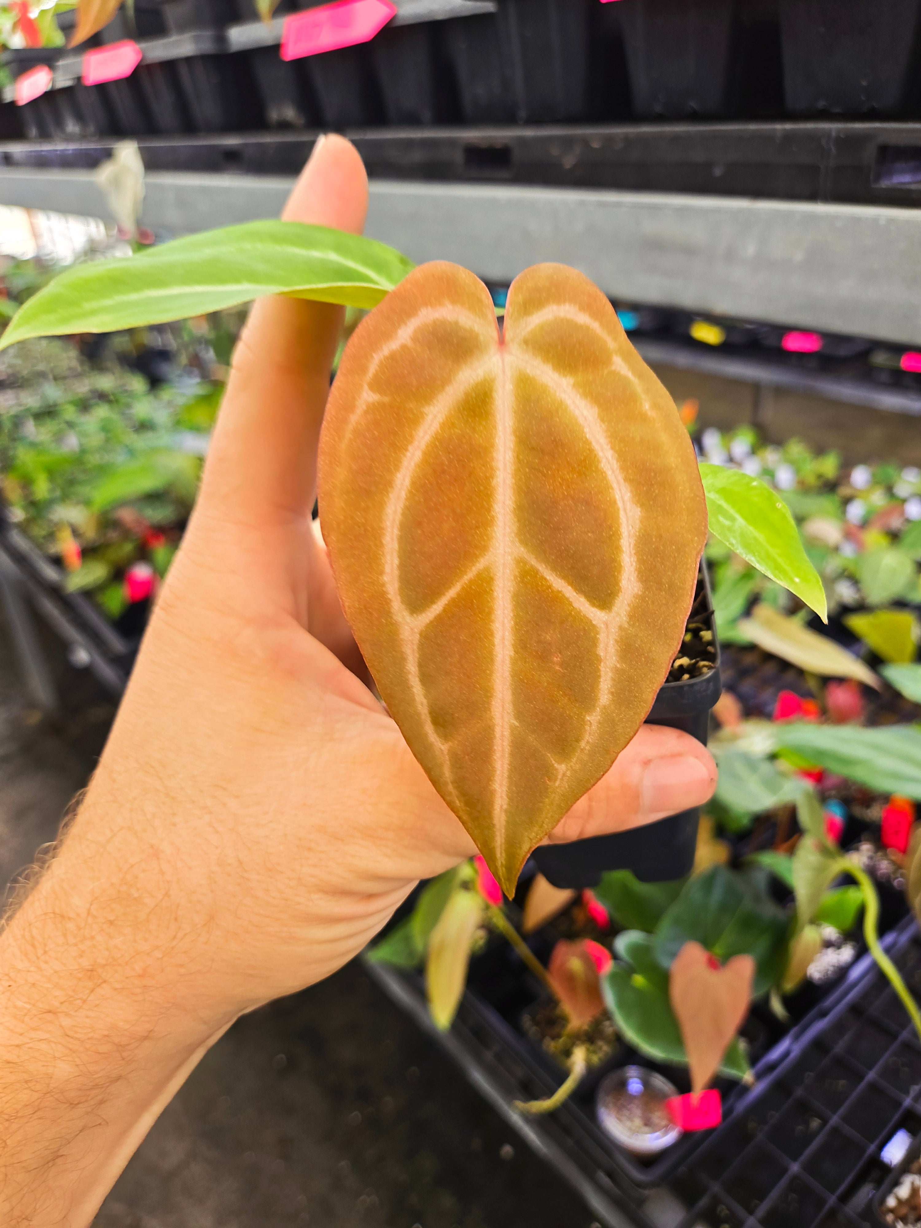 Anthurium 'Swampmannii Purple' x 'Swampmannii Long' (A117)