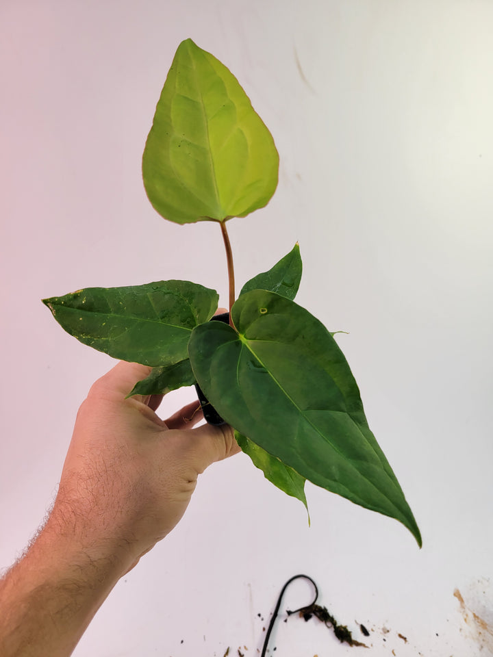 Anthurium (Magnificum x Moronense) X Dr Block F2. Flat sinus triangular leaf hybrid! #k82