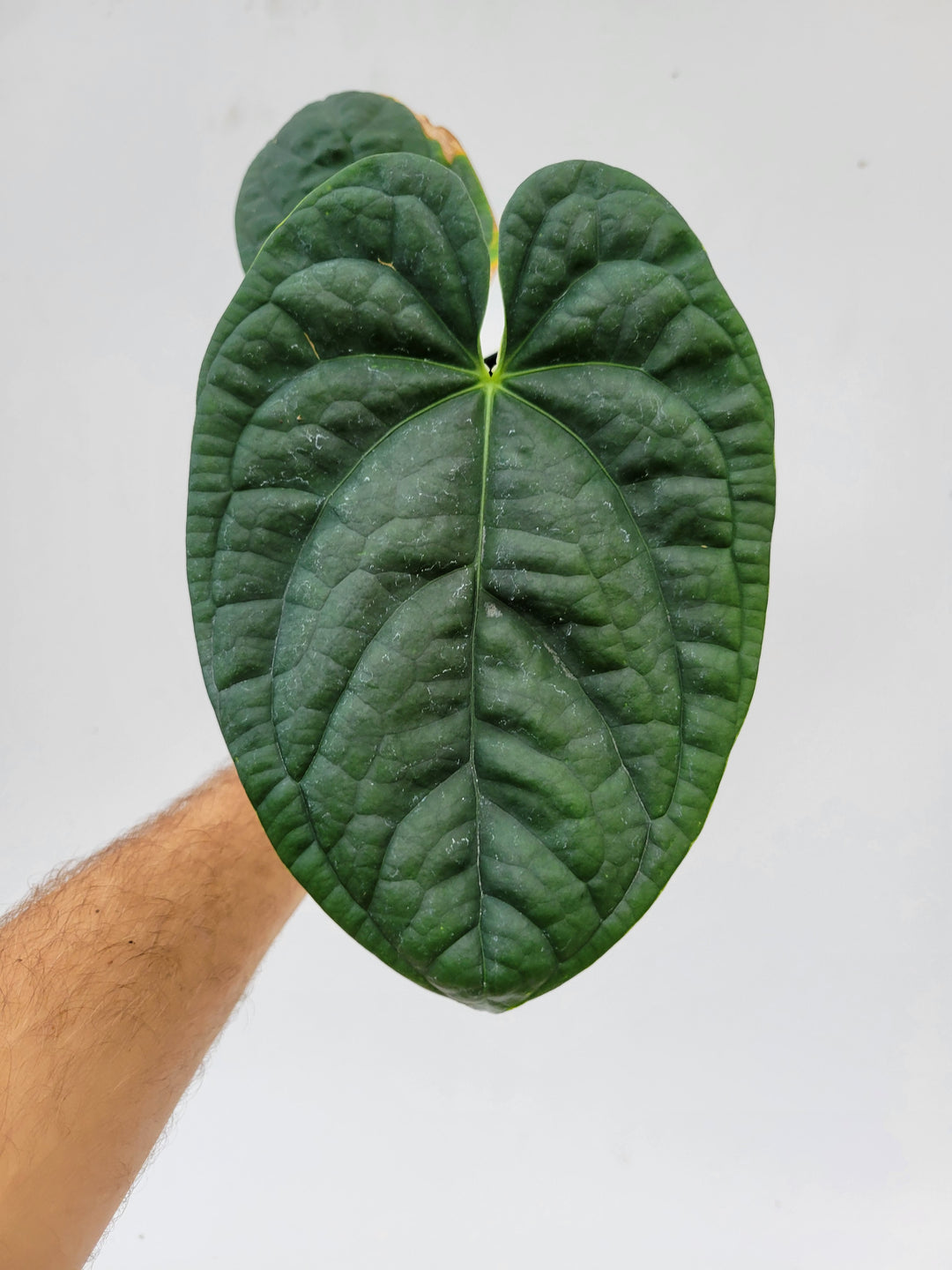 Anthurium Hoffmannii X  A. Luxurians ,New Hybrid by NPGP, exact plant pictured,  seed Grown. US seller, #K107 - Nice Plants Good Pots