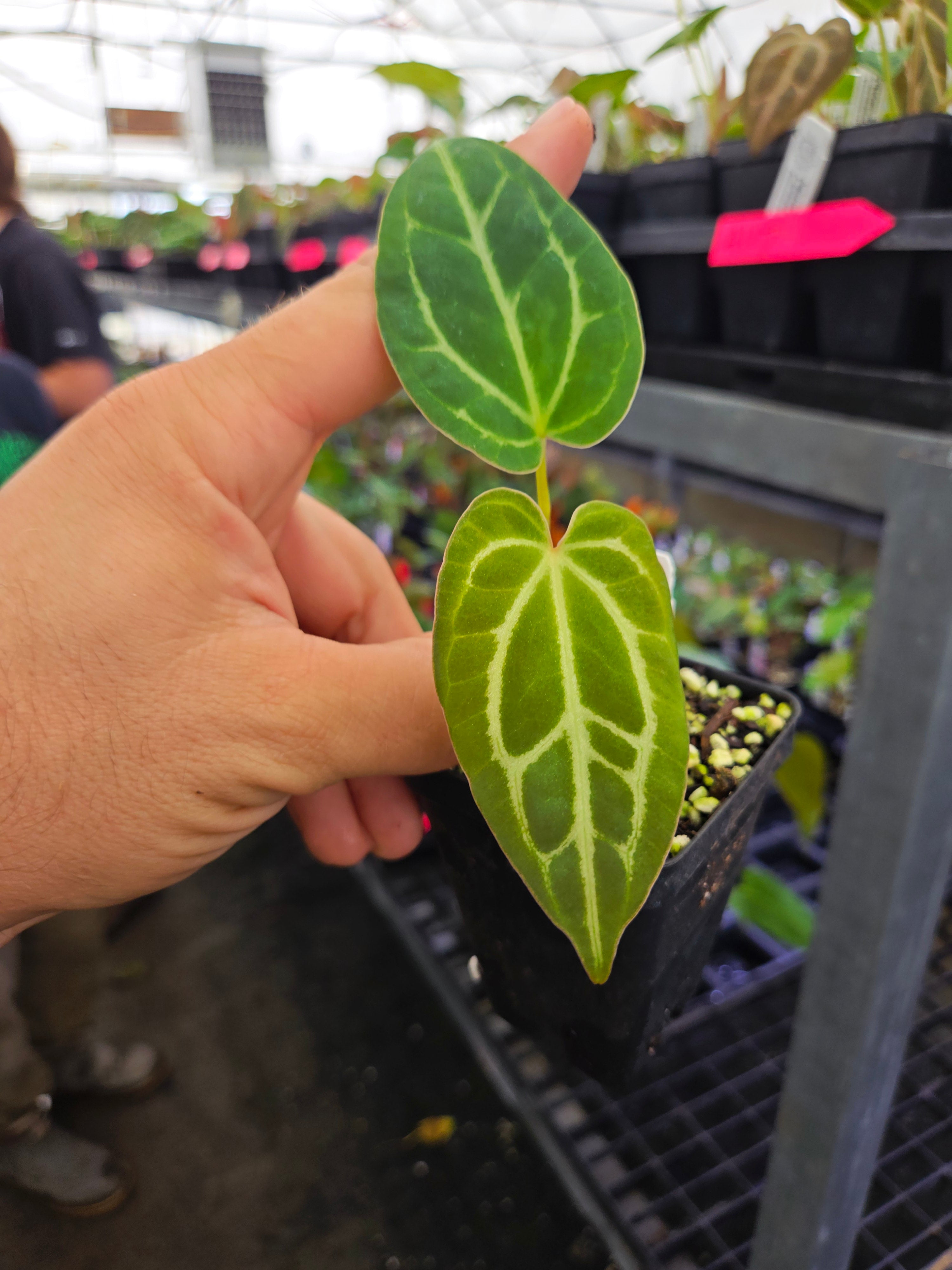 anthurium caycee Anthurium Caycee Griege X Costa Rican Crystal A116 – Nice Plants Good Pots
