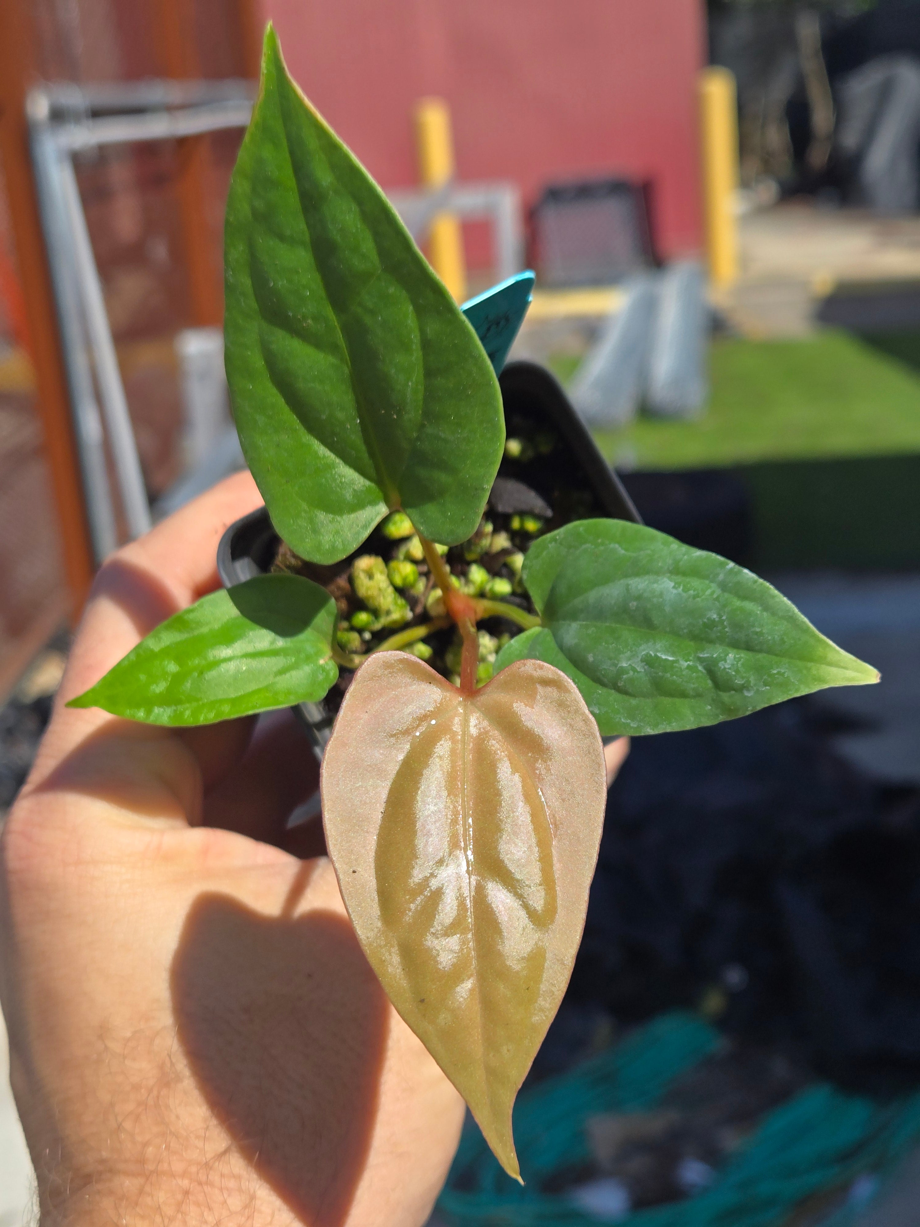 Anthurium ‘Tim Anderson Mag Pap #2' x sp Silver Peru (A97)