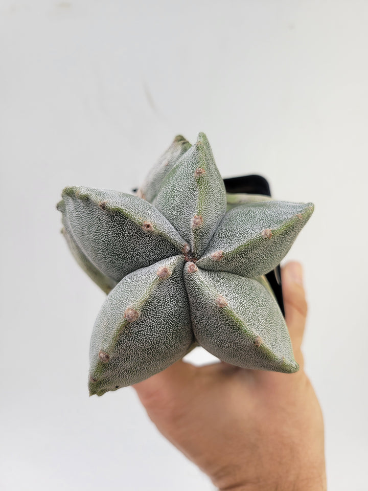 Astrophytum Myriostigma . 4" pot, very established, Specimen size XXL  #T60 - Nice Plants Good Pots