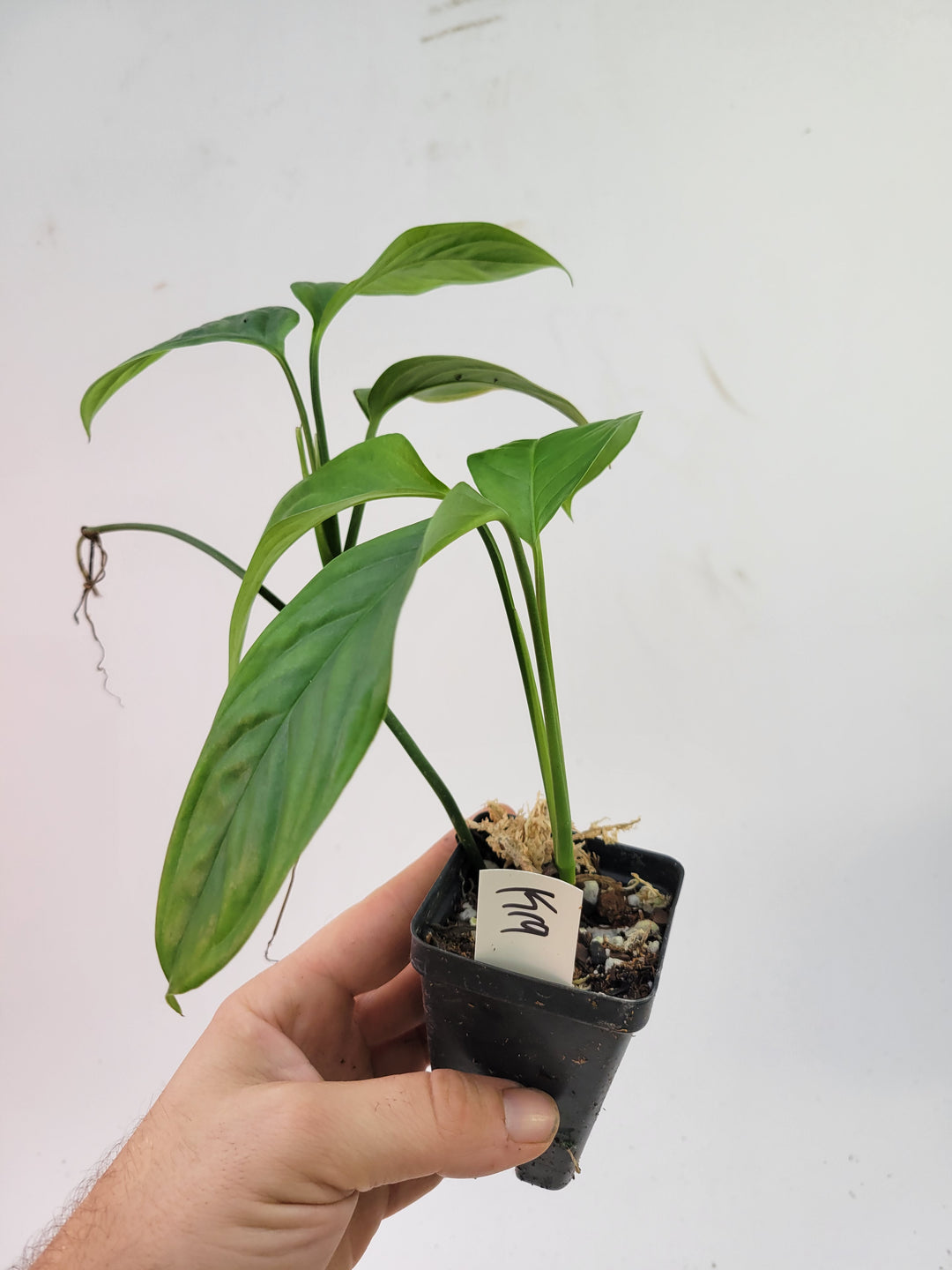 Monstera Obliqua Bolivian Form. 2 Growth Points!  US seller- L19 - Nice Plants Good Pots