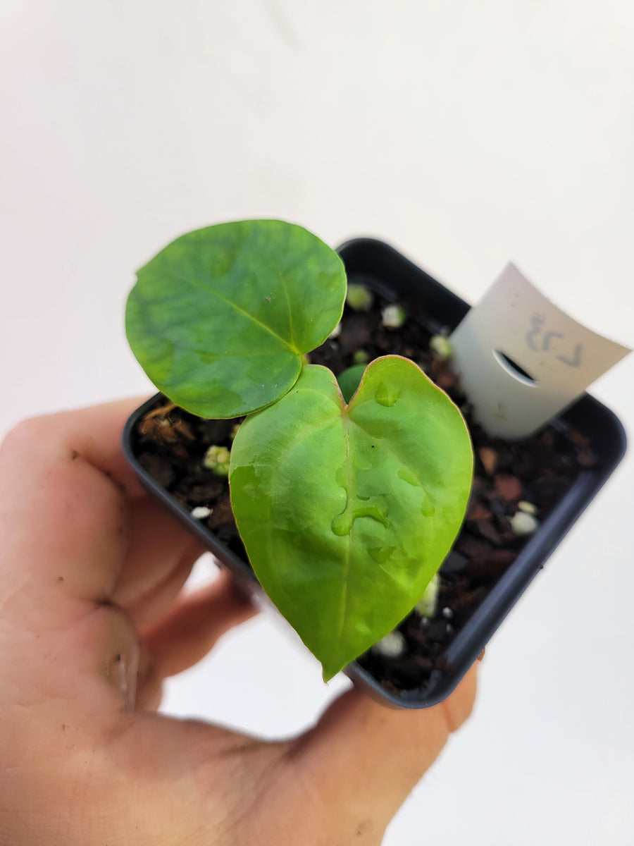 Anthurium Hoffmannii X x Ree Papillilaminum #L73 - Nice Plants Good Pots