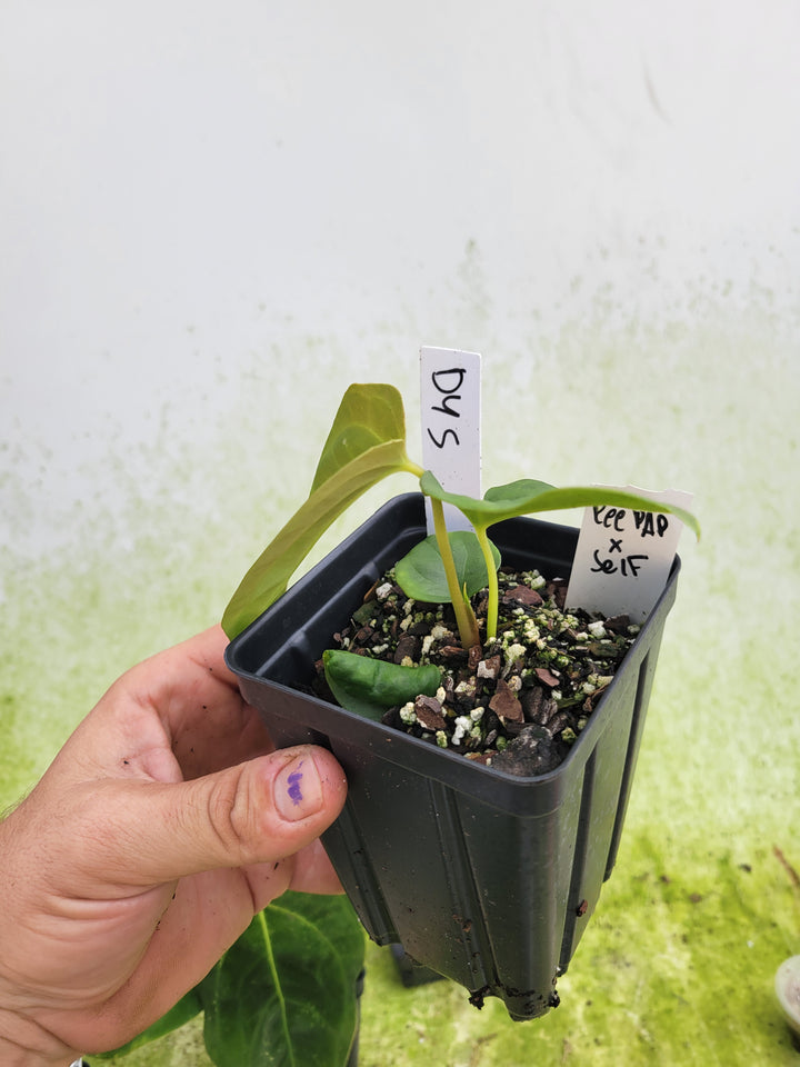 Anthurium Ree Gardens Papillilaminum x Self - #D45 - Nice Plants Good Pots