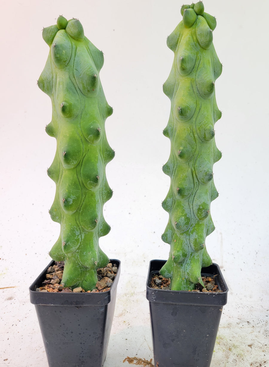 Myrtillocactus Geometrizans "Fukurokuryuzinboku" ; AKA  Boobie cactus, well established,  Massive  8-10 ” US Seller, Growers Choice - Nice Plants Good Pots