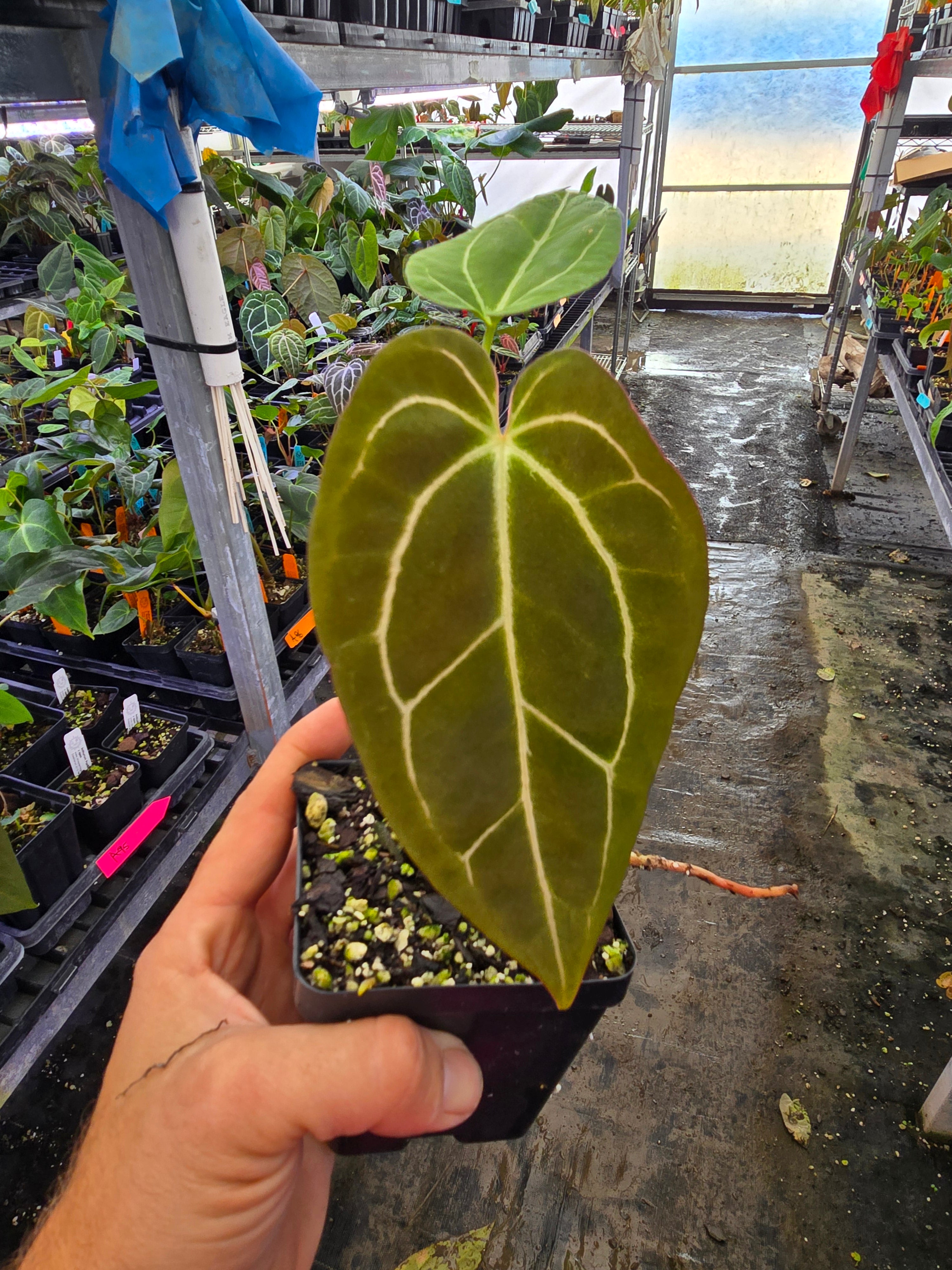 Anthurium ‘Swampmannii Long’ x open (A104)