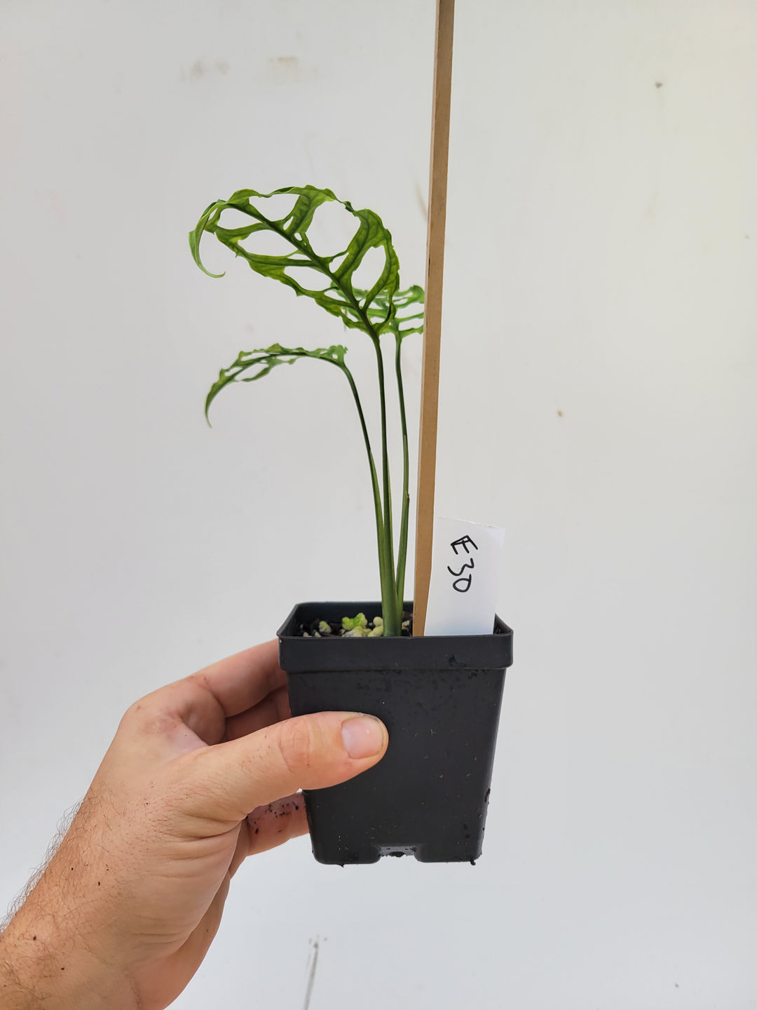 Monstera Obliqua Peru, A very unique and easy to grow collector tropical plant,  US seller- E30