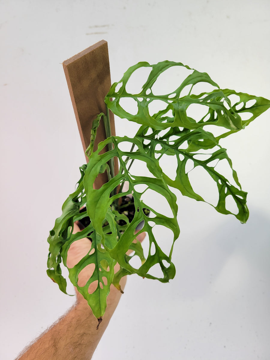 Monstera Obliqua Peru, Mature Specimen plant attached to pole.  US seller- L10 - Nice Plants Good Pots