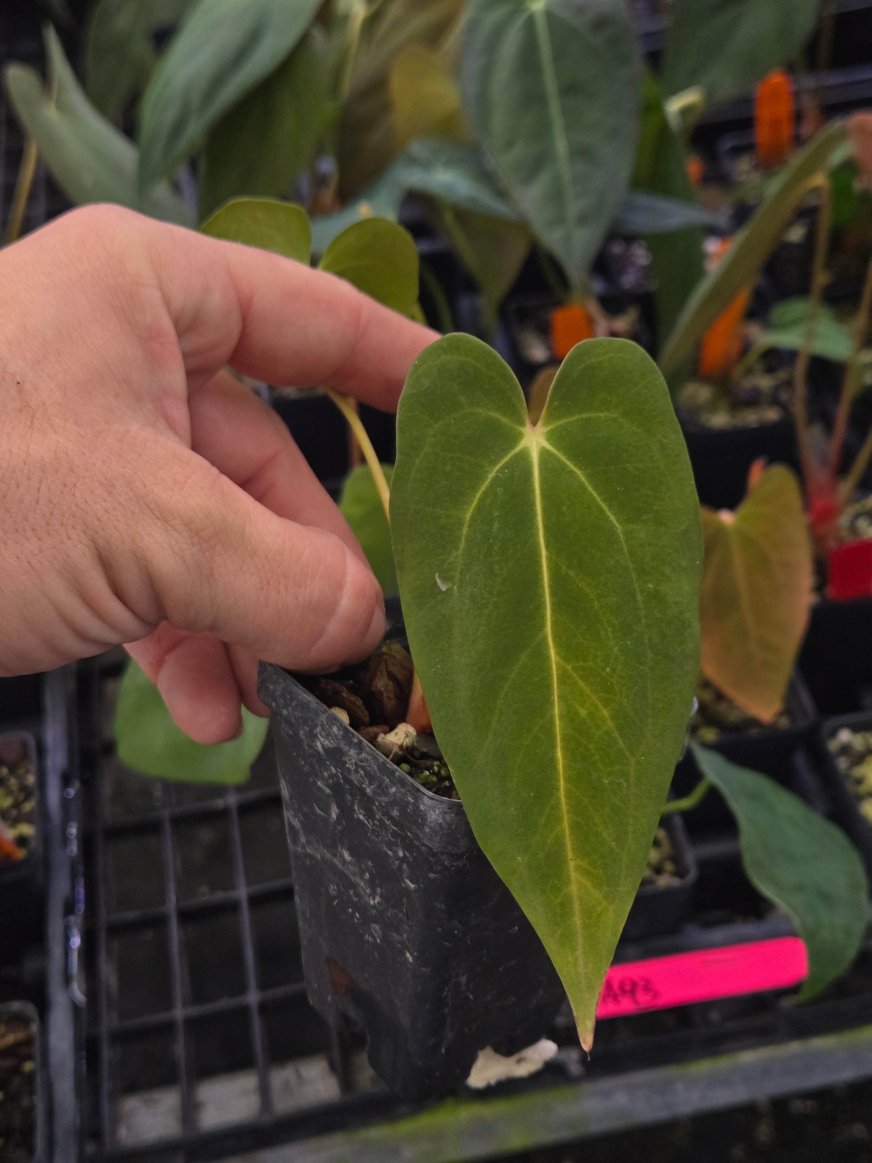 AnthuriumPapillilaminum ‘New Pap #1' x Papillilaminum ‘Ree Gardens’ (A92)