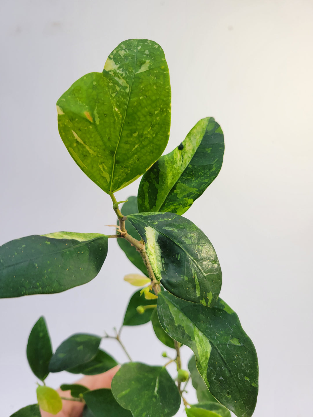 Ficus Deltoidea Variegated leaf . RARE epiphytic fig #k87