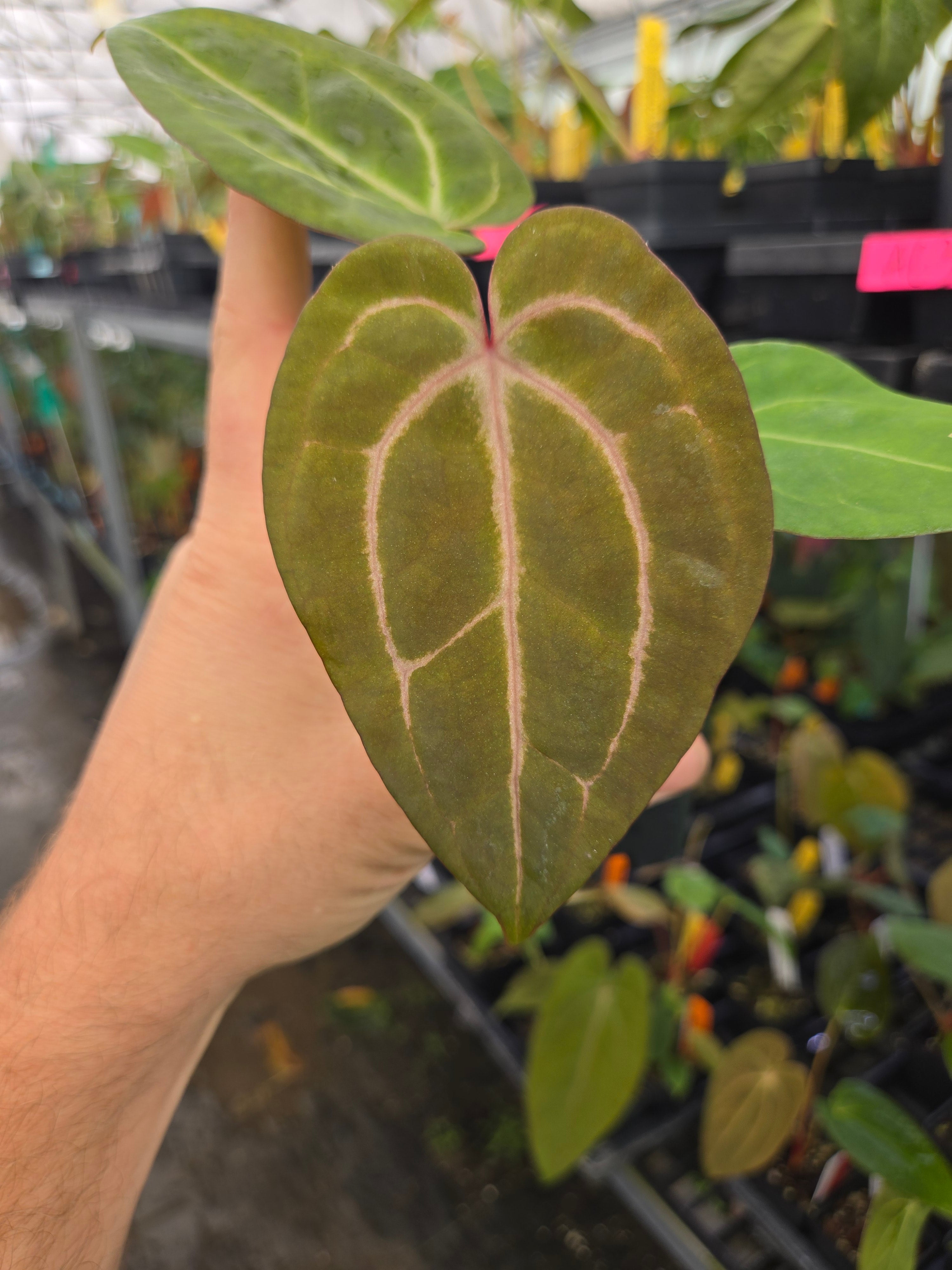 Anthurium 'Swampmannii #1' x 'Doc Block Purple F2' (A83)