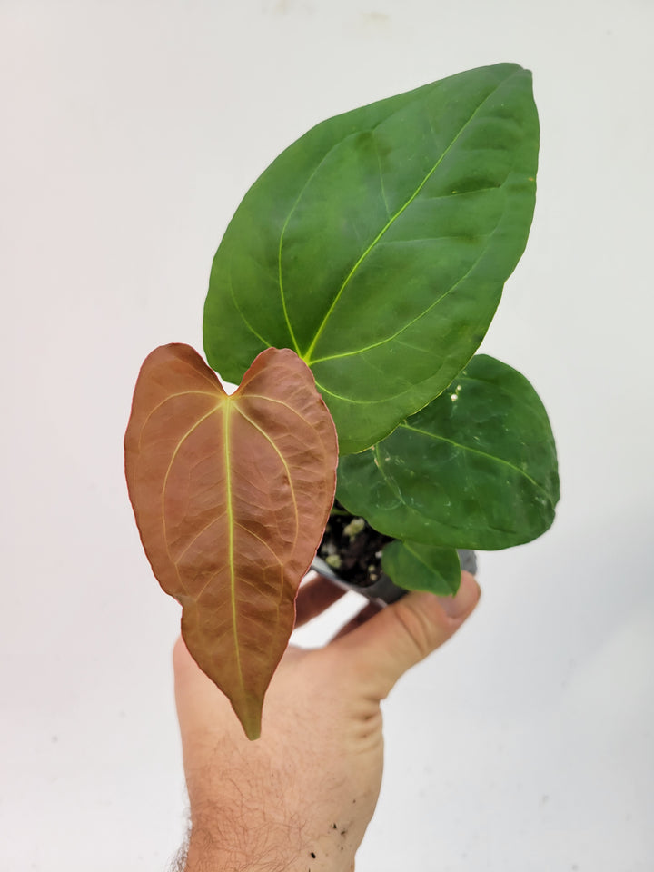 Anthurium (Magnificum x Moronense) X Dr Block F2. Flat sinus triangular leaf hybrid! #L3 - Nice Plants Good Pots