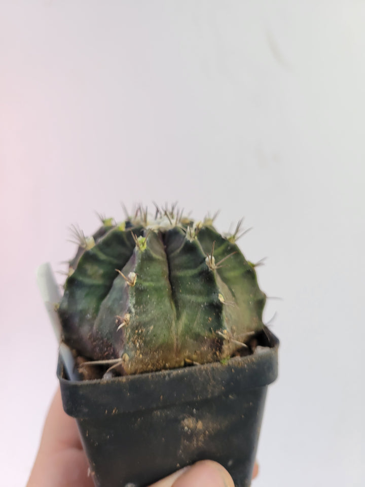 Gymnocalycium mihanovichii var. friedrichii Long Spine rooted & established, (Deaw Cactus ) Flowering Size!  Beautiful purple cactus#t47 - Nice Plants Good Pots
