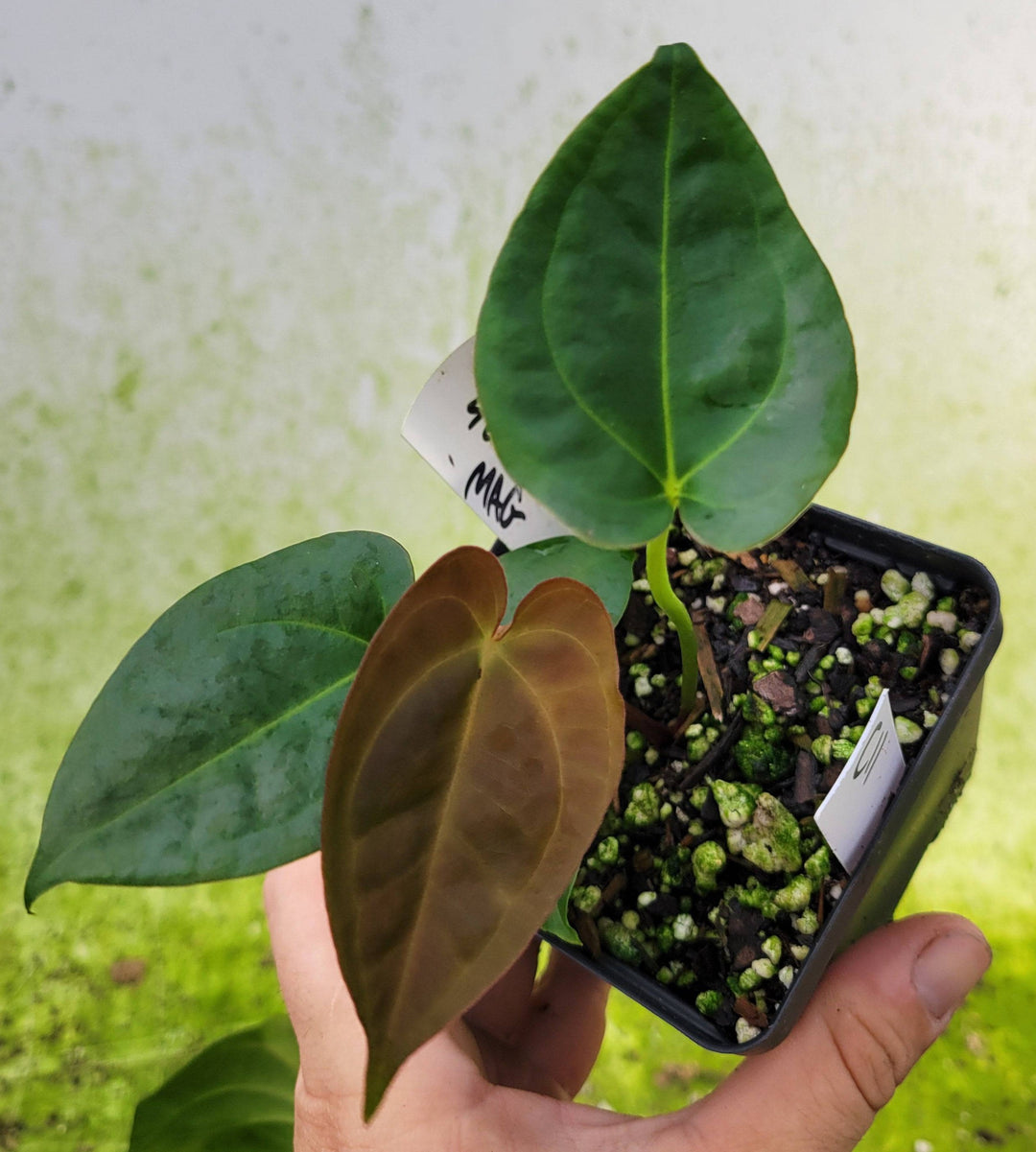  Anthurium 420 Dark Mag